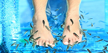 Fish spa